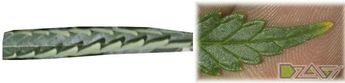 CDD 13